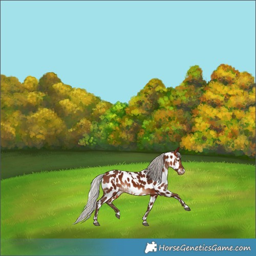 Horse Color:White Spotted Silver Bay Appaloosa