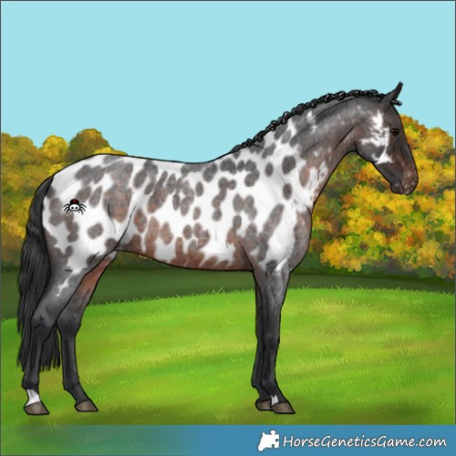 Horse Color:Brown Roan Appaloosa 
