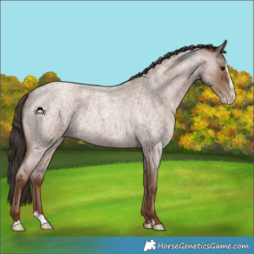 Horse Color:Classic Champagne Roan Splash