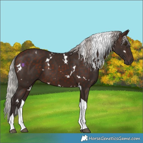 Horse Color:White Spotted Silver Brown Tobiano 