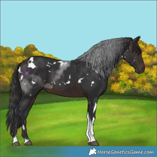 Horse Color:White Spotted Brown Tobiano 