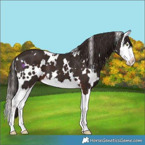 Horse Color:White Spotted Liver Chestnut Splash