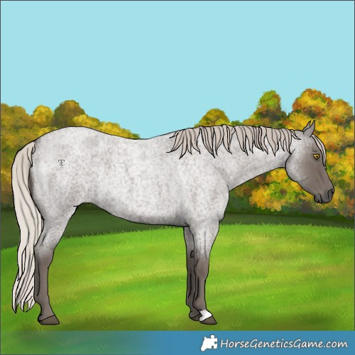 Horse Color:Silver Blue Roan Rabicano