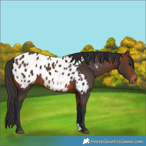 Horse Color:Brown Appaloosa