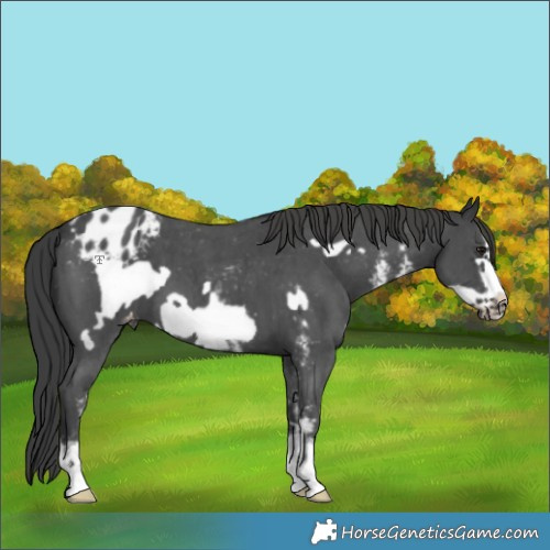 Horse Color:Black Sabino Frame Appaloosa