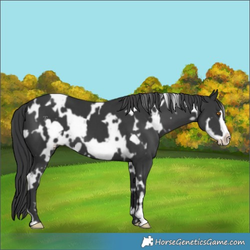 Horse Color:White Spotted Black Frame 