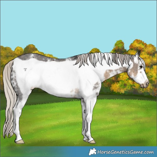 Horse Color:Silver Smoky Black Sabino Frame Rabicano 