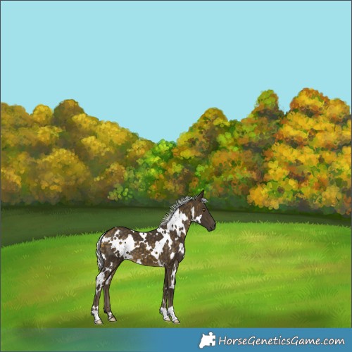Horse Color:White Spotted Silver Buckskin 