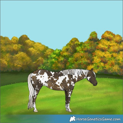 Horse Color:White Spotted Silver Buckskin 
