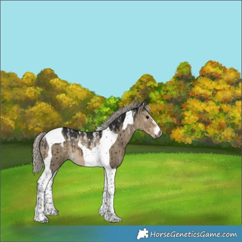 Horse Color:Powder White Gray Silver Smoky Grullo Tobiano Appaloosa Brindle 