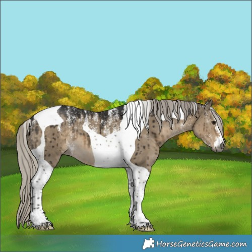 Horse Color:Powder White Gray Silver Smoky Grullo Tobiano Appaloosa Brindle