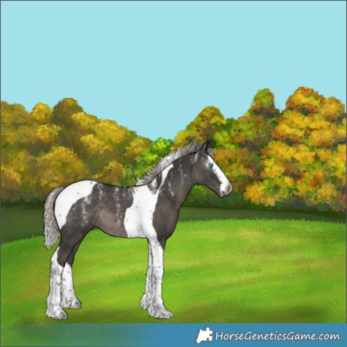 Horse Color:Powder White Gray Silver Black Splash Tobiano 