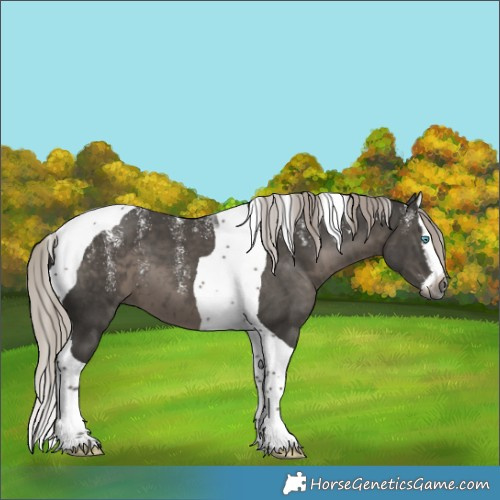 Horse Color:Powder White Gray Silver Black Splash Tobiano