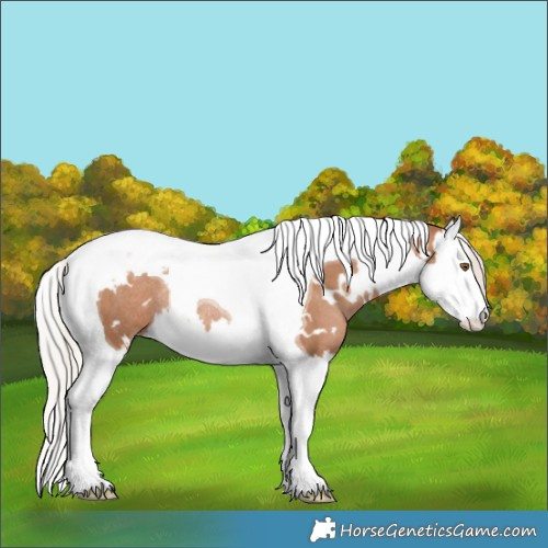 Horse Color:White Spotted Silver Black Pearl Splash Tobiano Rabicano
