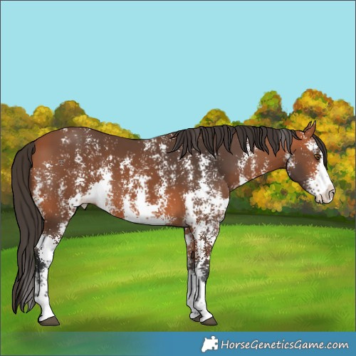 Horse Color:Bay Sabino Splash