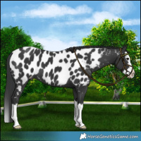 Horse Color:Black Splash Near Leopard