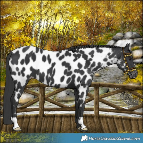 Horse Color:Black Near Leopard 