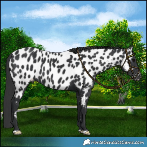 Horse Color:Black Near Leopard 