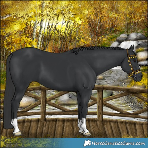 Horse Color:Black 
