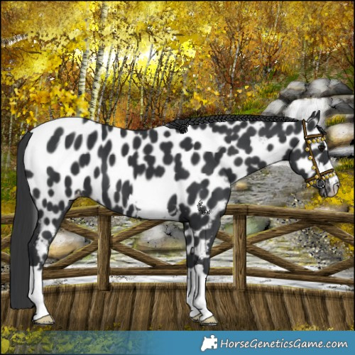 Horse Color:Black Near Leopard 