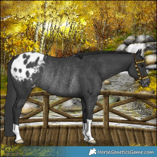 Horse Color:Black Blanket Rabicano 