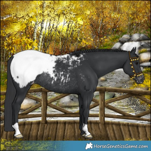 Horse Color:Black Near Fewspot Rabicano