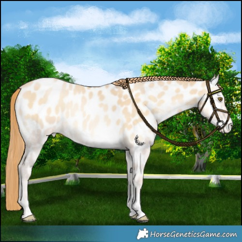 Horse Color:Smoky Blue Onyx Pearl Appaloosa 