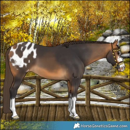 Horse Color:Buckskin Blanket 