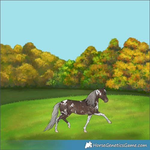 Horse Color:White Spotted Silver Brown Tobiano 