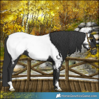 Horse Color:Black Near Fewspot 