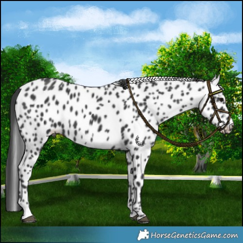 Horse Color:Black Leopard 