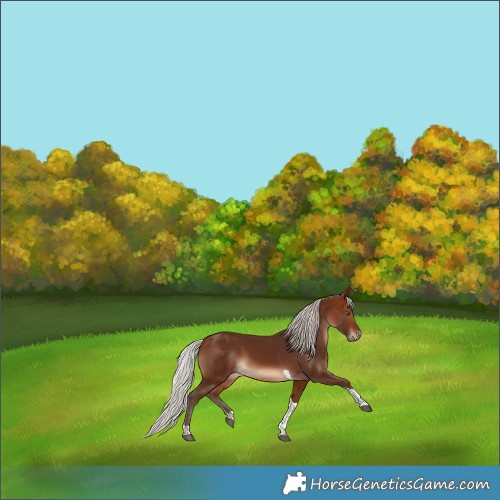 Horse Color:Silver Bay Tobiano 