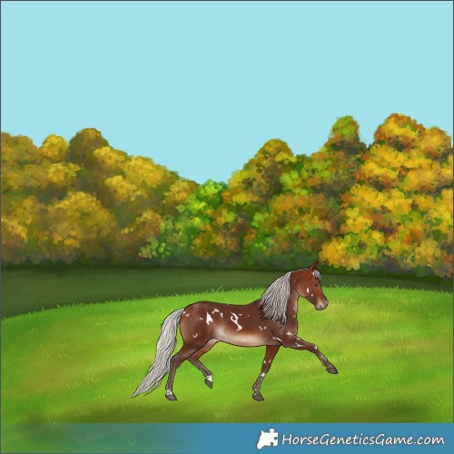 Horse Color:White Spotted Silver Brown 