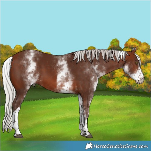 Horse Color:White Spotted Silver Brown Tobiano