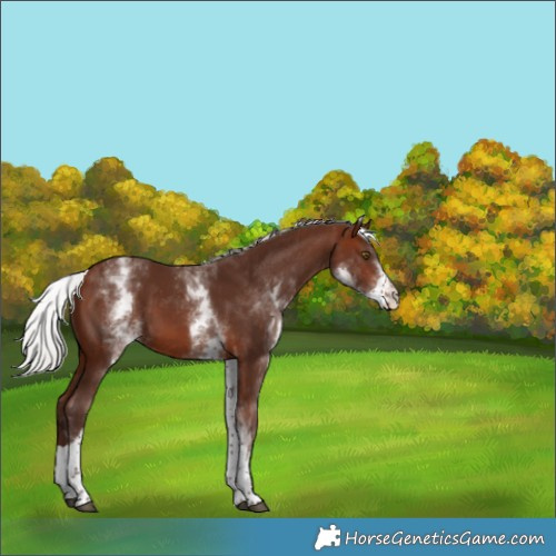 Horse Color:White Spotted Silver Brown Tobiano
