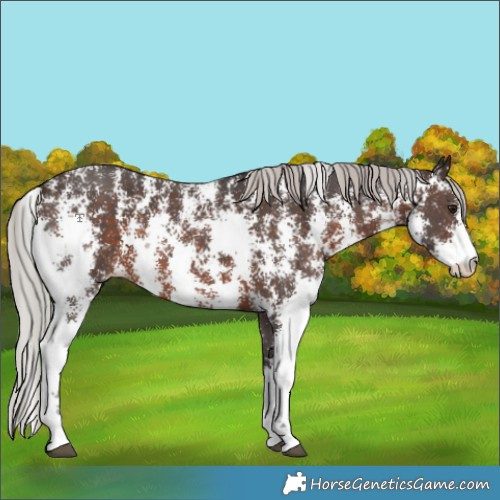 Horse Color:Silver Brown Sabino 