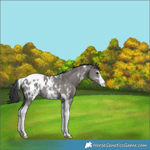Horse Color:Grullo Sabino Tobiano Appaloosa Rabicano 