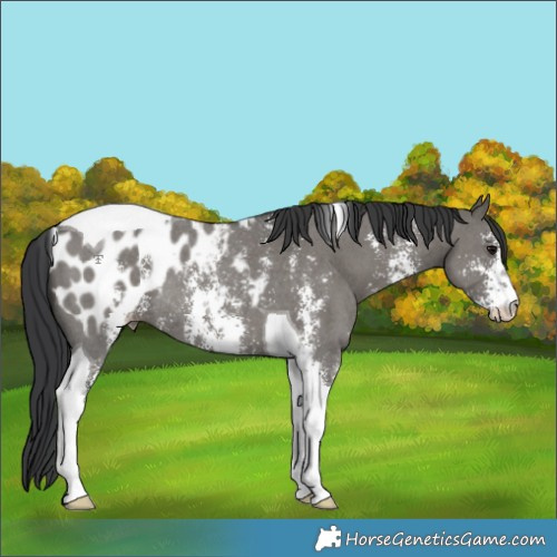 Horse Color:Grullo Sabino Tobiano Appaloosa Rabicano