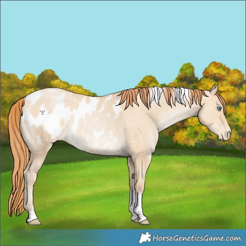 Horse Color:Smoky Grullo Pearl Sabino Tobiano Appaloosa Rabicano 