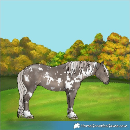 Horse Color:White Spotted Silver Black 
