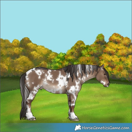Horse Color:White Spotted Liver Red Dun 
