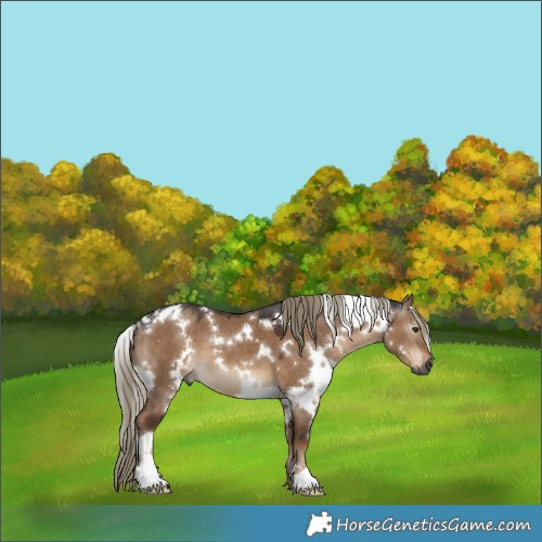 Horse Color:Gray White Spotted Liver Red Dun Mushroom 