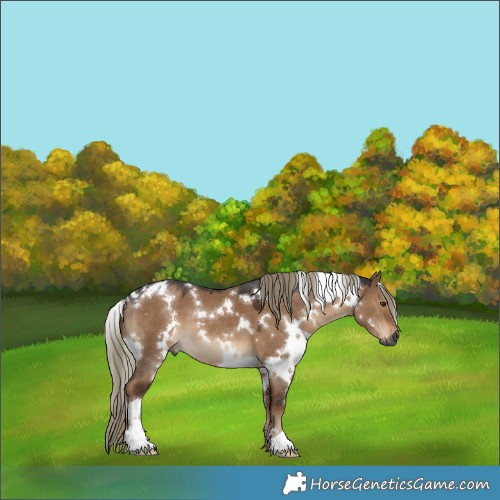 Horse Color:Gray White Spotted Liver Red Dun Mushroom