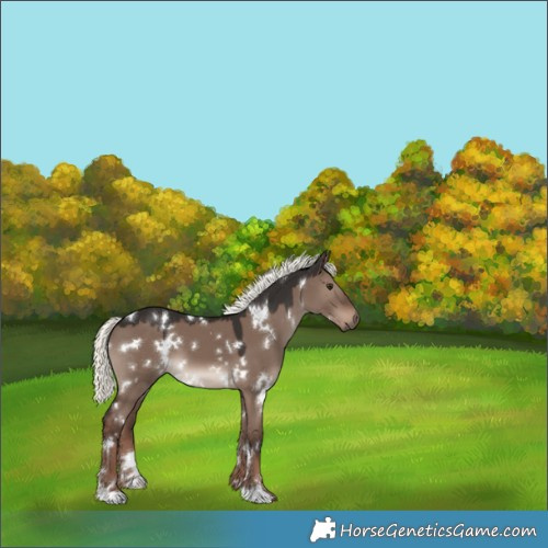 Horse Color:White Spotted Liver Red Dun Mushroom 