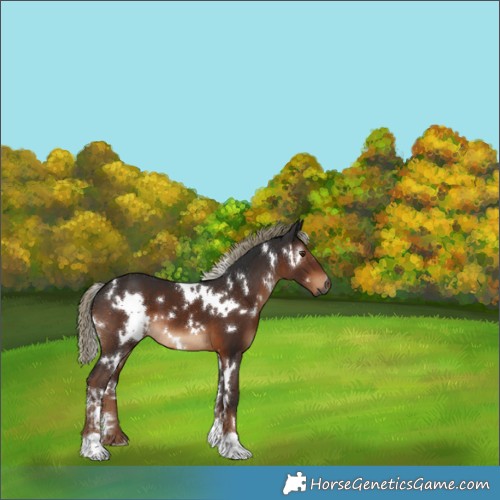 Horse Color:Gray White Spotted Liver Chestnut Mushroom 