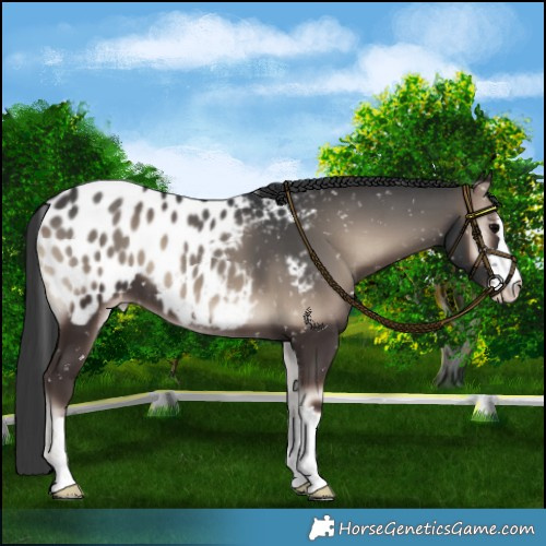 Horse Color:Blue Onyx Appaloosa 