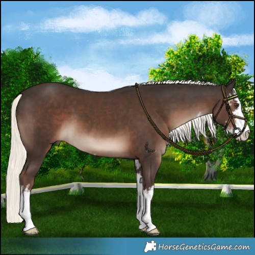 Horse Color:White Spotted Liver Chestnut Mushroom 