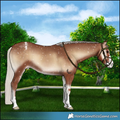 Horse Color:Silver Blue Onyx Appaloosa 