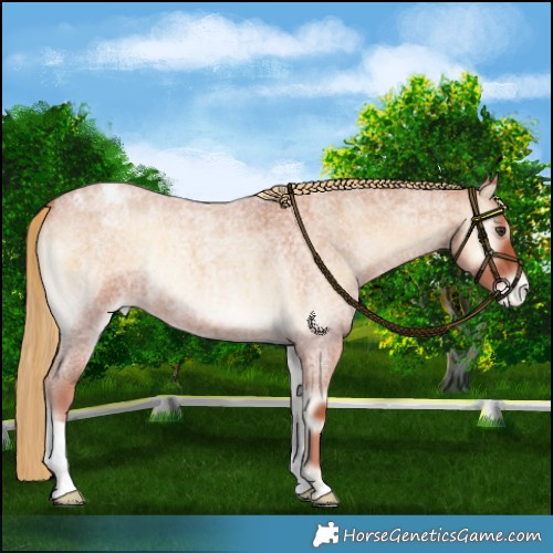 Horse Color:Red Onyx Roan Appaloosa