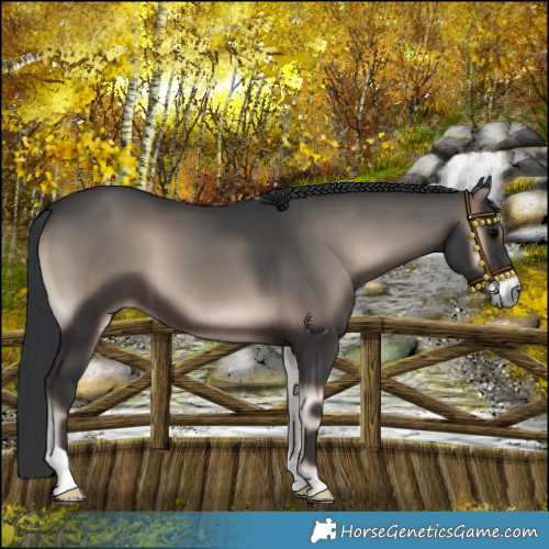 Horse Color:Blue Onyx 